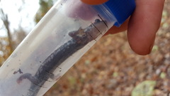 Plethodon fourchensis