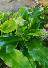 Veltheimia