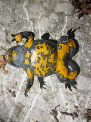 Bombina variegata pachypus