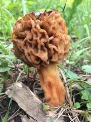 Morchellaceae