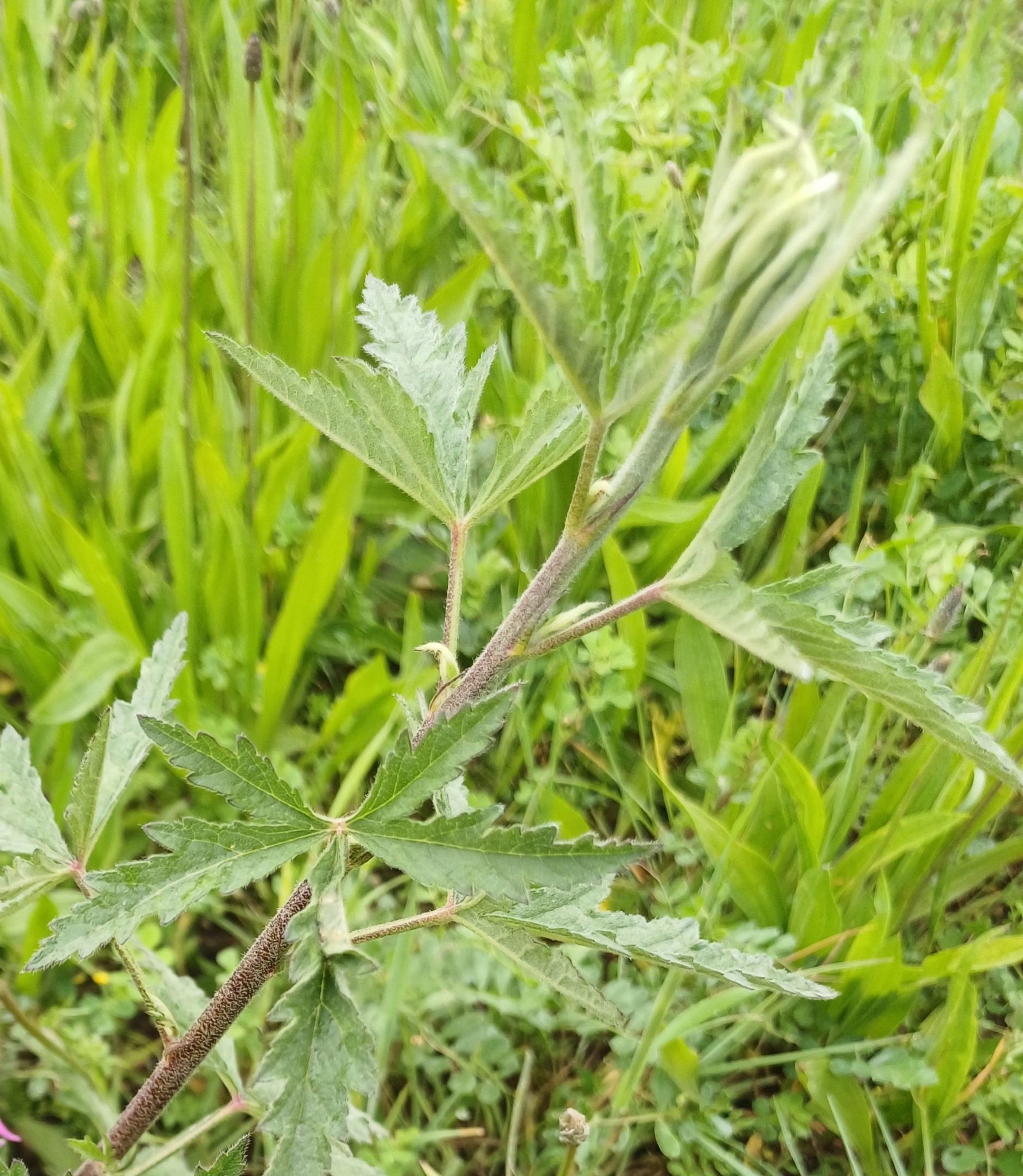 Imagem de Malva-cannabis