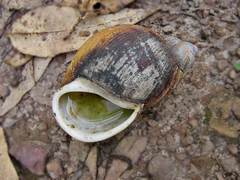 Megalobulimus terrestris