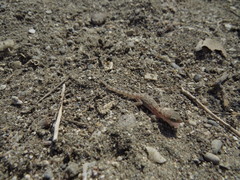 Bunopus tuberculatus