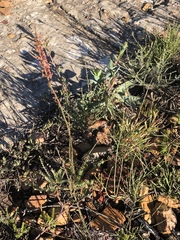 Struthiola macowanii