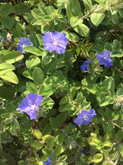 Evolvulus glomeratus