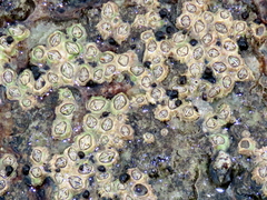 Chthamalus dentatus