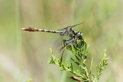 Arigomphus lentulus