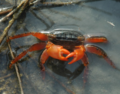 Metopograpsus thukuhar