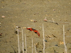 Metopograpsus thukuhar