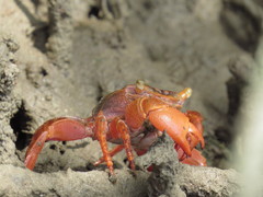 Metopograpsus thukuhar