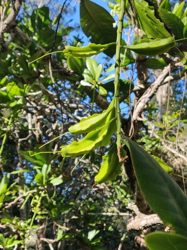 Barringtonia integrifolia observed 2024-05-09