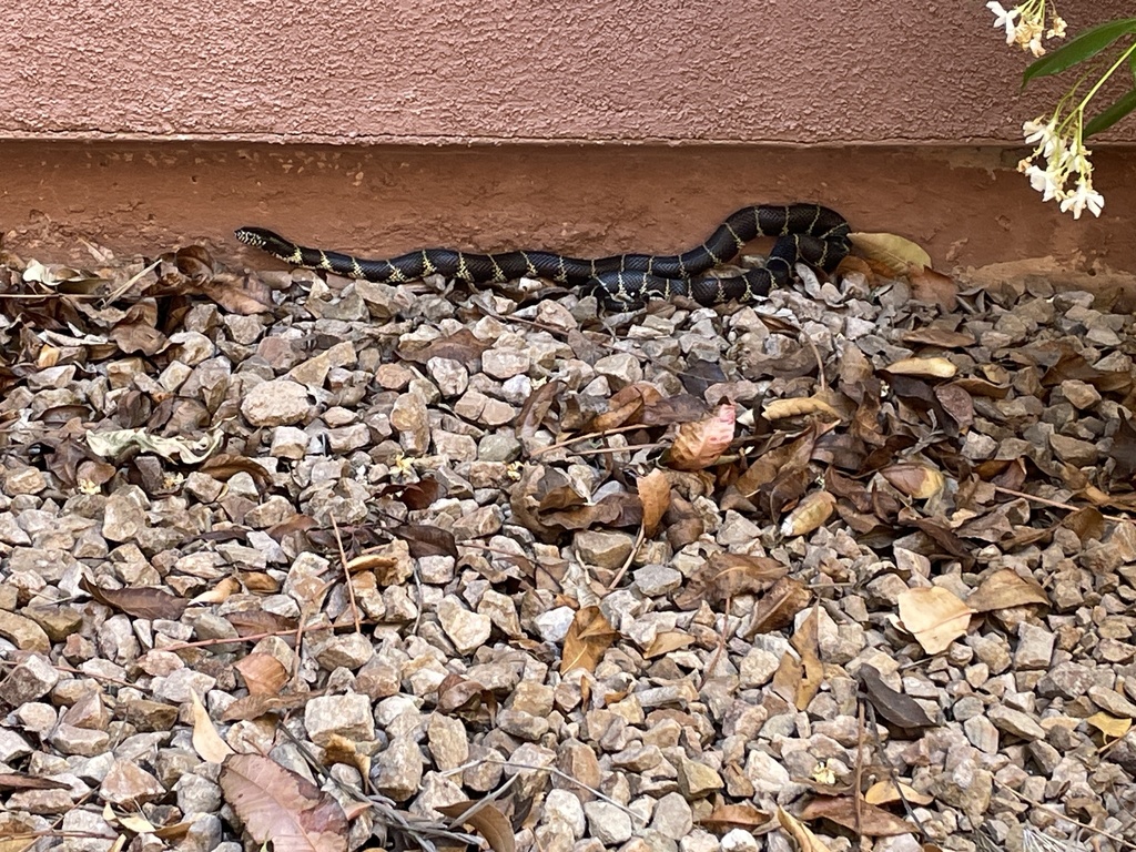 California King Snake from N Belgravia Rd, Tucson, AZ, US on May 8 ...