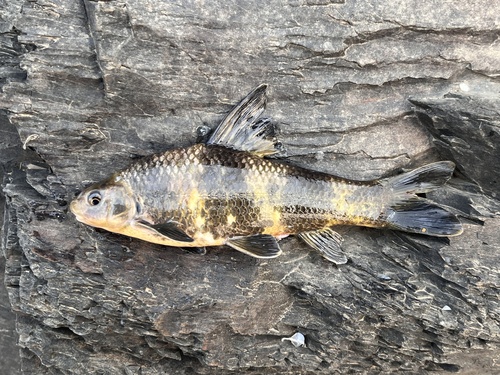 Chinese Lake Gudgeon