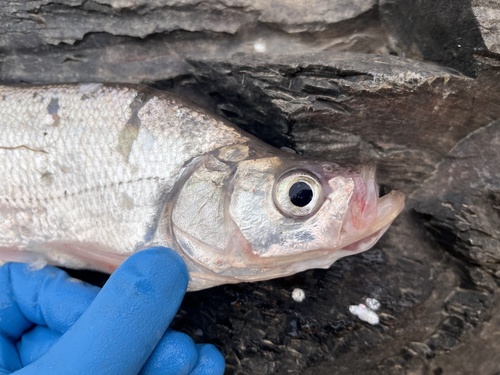 Topmouth culter (Culter alburnus) — Cyprinidae — 3