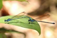 Argia oculata image