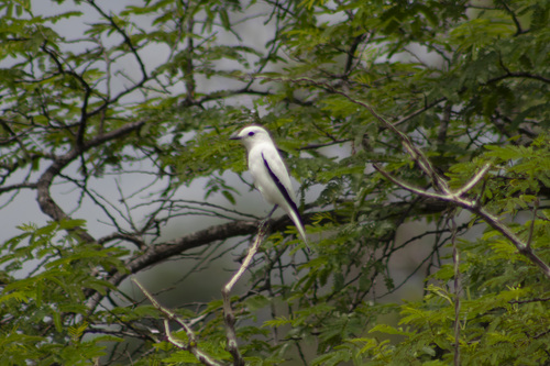 White Monjita