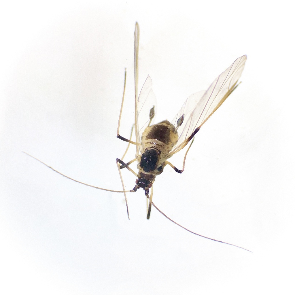 Bulb-and-potato aphid
