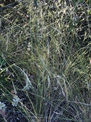 Nassella lepida