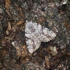 Catocala amica