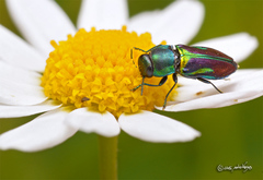 Bilyaxia concinna