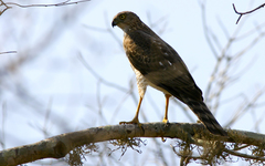 Madagascar Sparrowhawk photo 3