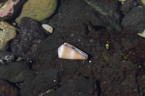 Conus lividus observed 2024-05-08