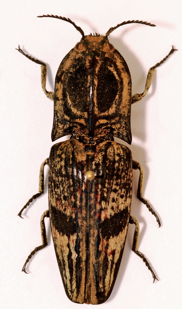 Agrypninae