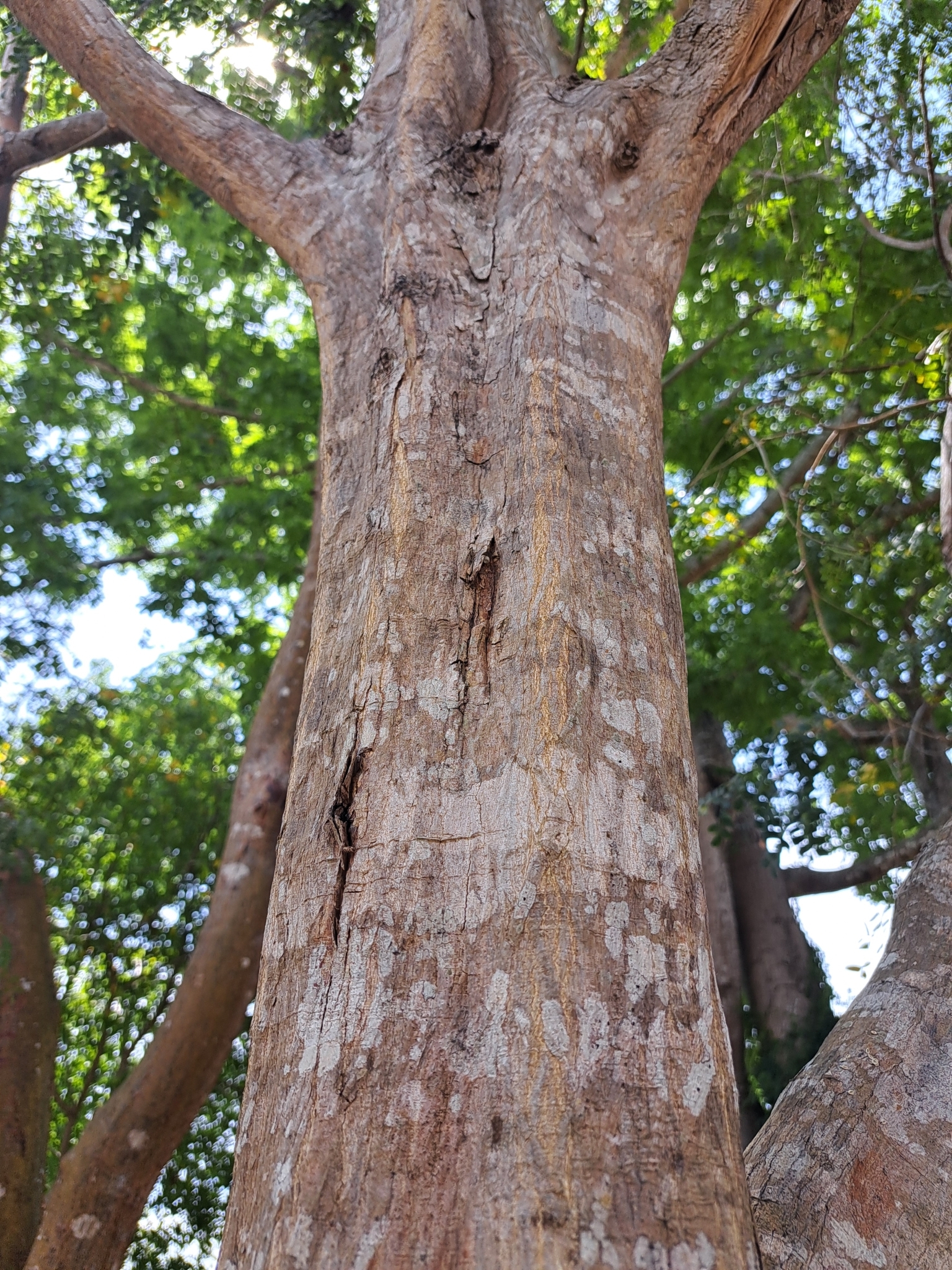 Cenostigma gaumeri