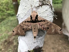 Adhemarius gannascus