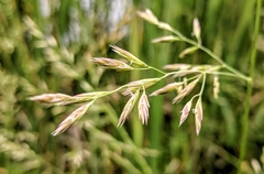Glyceria maxima