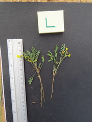 Hippocrepis areolata