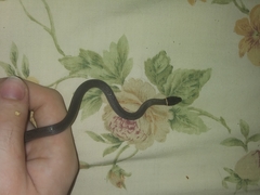 Diadophis punctatus stictogenys