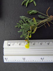 Hippocrepis areolata
