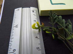 Hippocrepis areolata