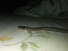 Diadophis punctatus stictogenys