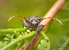 Brachychilus lituratus