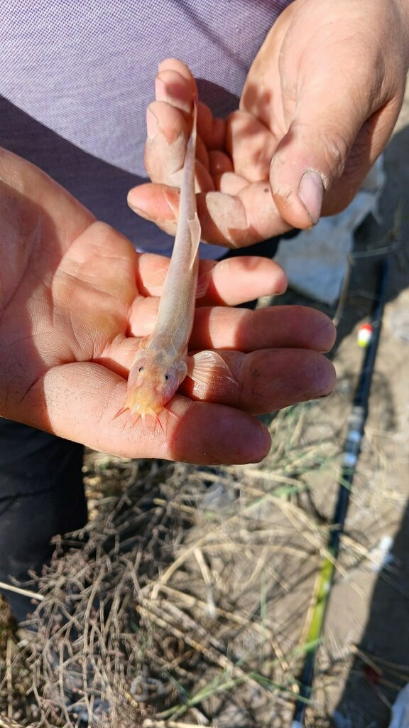 Bukhara Stone Loach