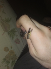 Diadophis punctatus stictogenys