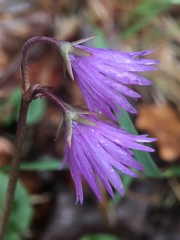 Soldanella carpatica