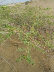 Indigofera colutea