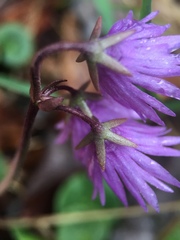 Soldanella carpatica