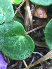 Soldanella carpatica