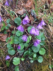 Soldanella carpatica