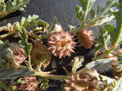 Genus Neurada · iNaturalist