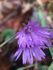 Soldanella carpatica