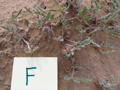Neurada procumbens