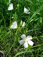 Callirhoe alcaeoides