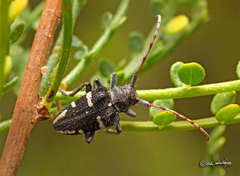 Brachychilus lituratus