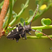 Brachychilus lituratus - Photo (c) pedro vargas, some rights reserved (CC BY-NC), uploaded by pedro vargas