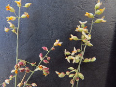 Panicum turgidum